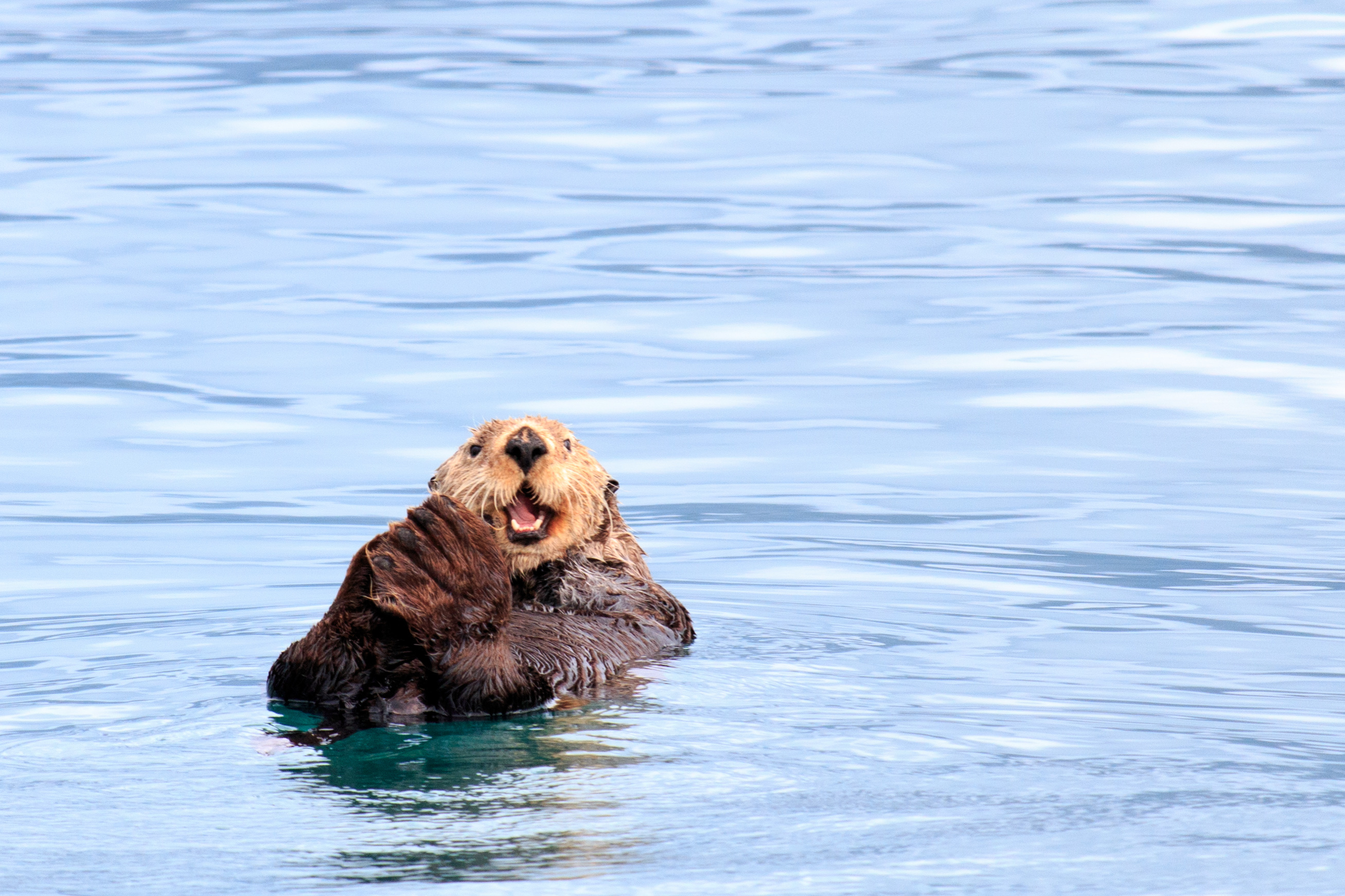Get all the facts for Sea Otter Awareness Week