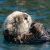Sea Otters - Did you know?