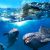 What is a Marine Mammal Observer (MMO)?