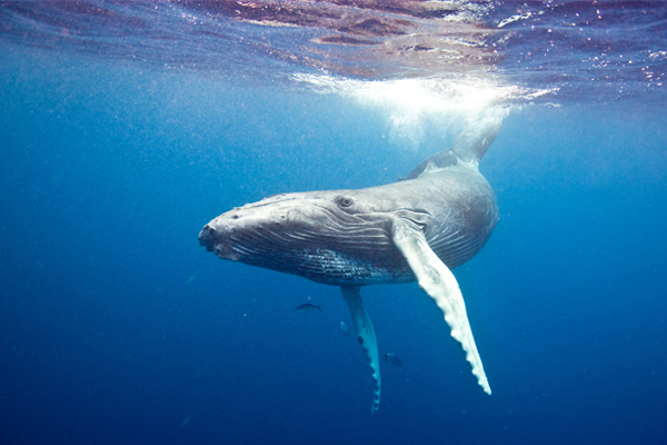 Humpback Whale